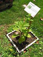 Phytolacca, Phutolacca americana (5) (Photo F. Mrugala)